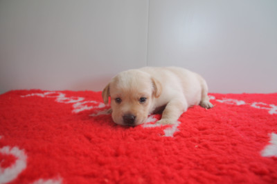 Chiot N°7