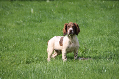 Chiot N°2