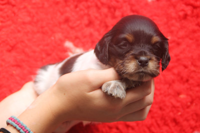Chiot N°9