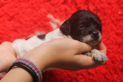 Chiot N°7