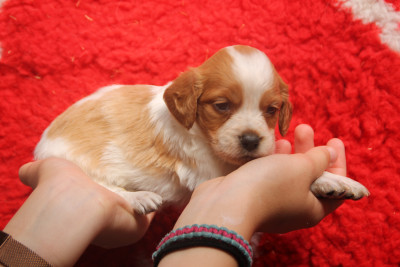 Chiot N°5