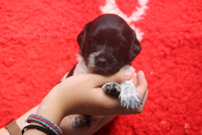 Chiot N°4