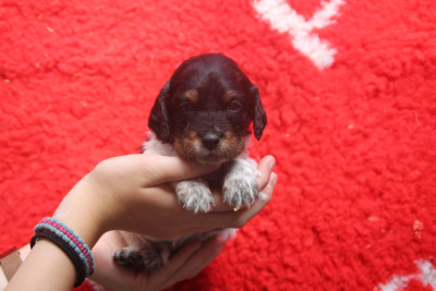 Chiot N°3