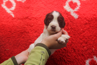 Chiot N°4