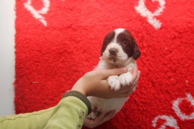 Chiot N°5