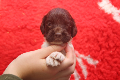 Chiot N°6