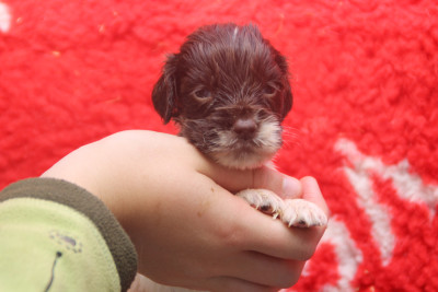 Chiot N°7