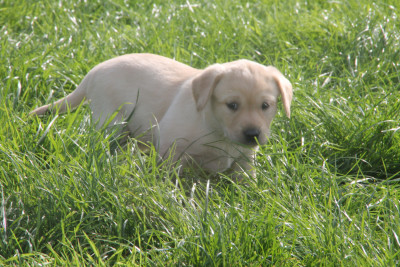 Chiot N°7