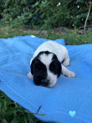 CHIOT 5