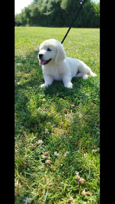 CHIOT 3