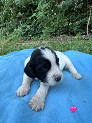 CHIOT 9