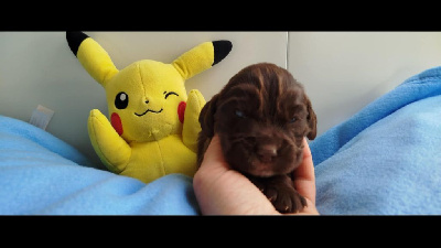 CHIOT 3