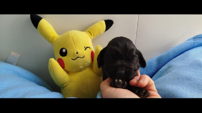 CHIOT 2