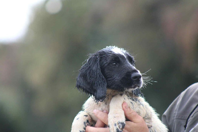 CHIOT 4