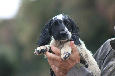CHIOT 5