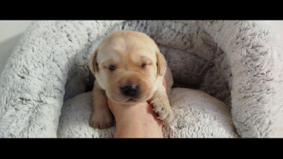 CHIOT 3