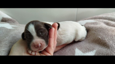 CHIOT 6