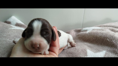 CHIOT 7
