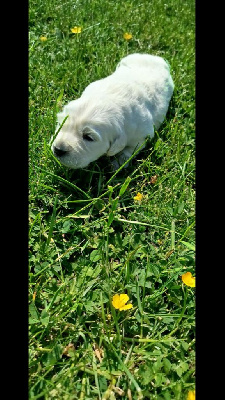 CHIOT 5