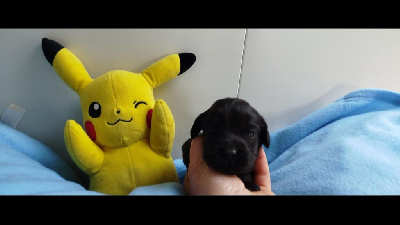CHIOT 7