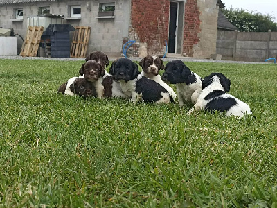 CHIOT 10