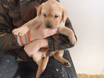 CHIOT 3