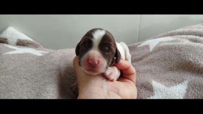 CHIOT 5