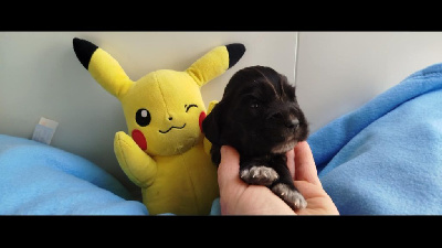 CHIOT 1