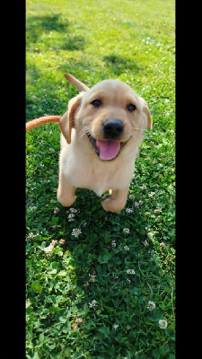 CHIOT 6