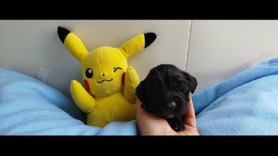 CHIOT 6