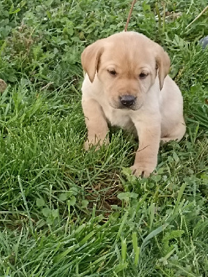 CHIOT 4