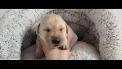 CHIOT 1