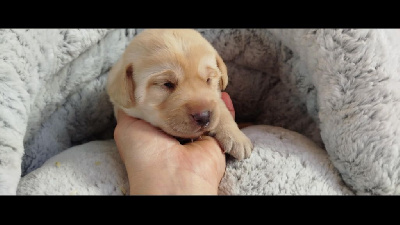 CHIOT 7