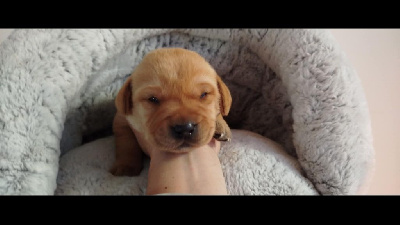 CHIOT 2