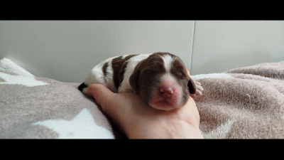 CHIOT 2