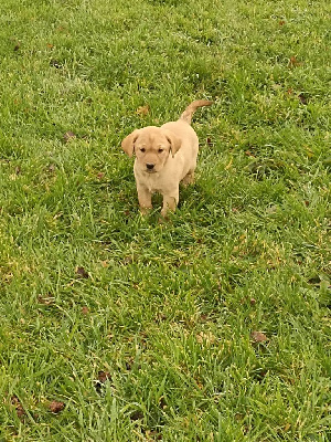 CHIOT 1
