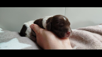 CHIOT 1