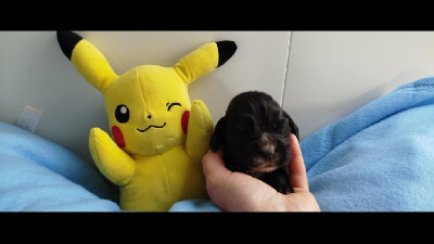 CHIOT 5