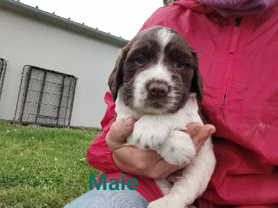 CHIOT 2