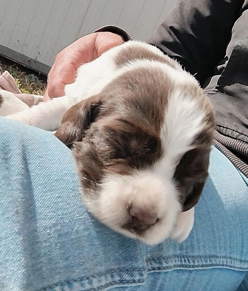 Brush Master - Chiots disponibles - English Springer Spaniel