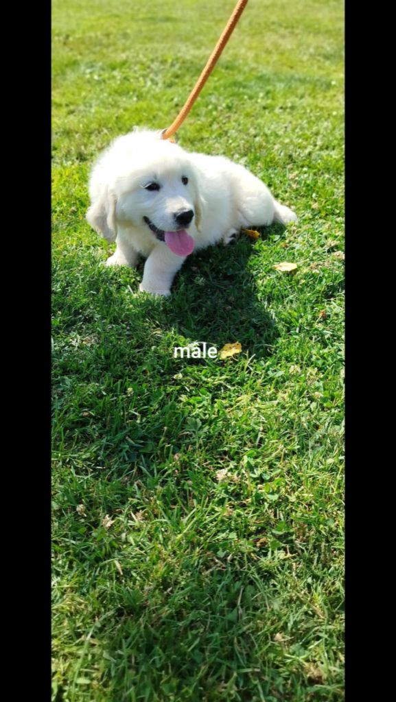 Brush Master - Chiots disponibles - Golden Retriever