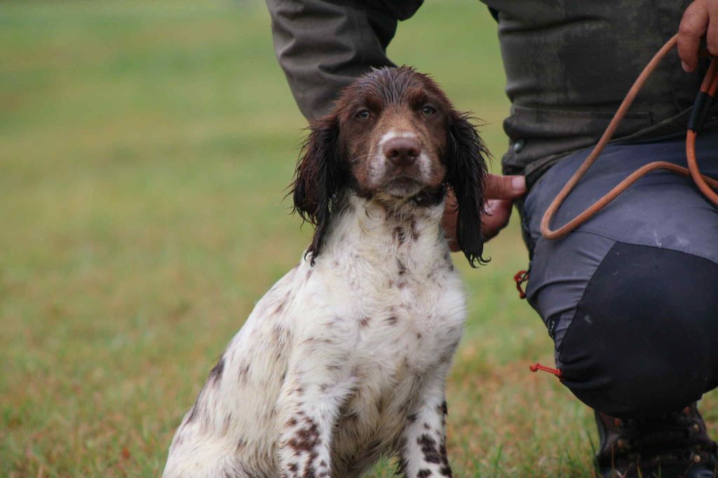 Brush Master - Chiots disponibles - English Springer Spaniel