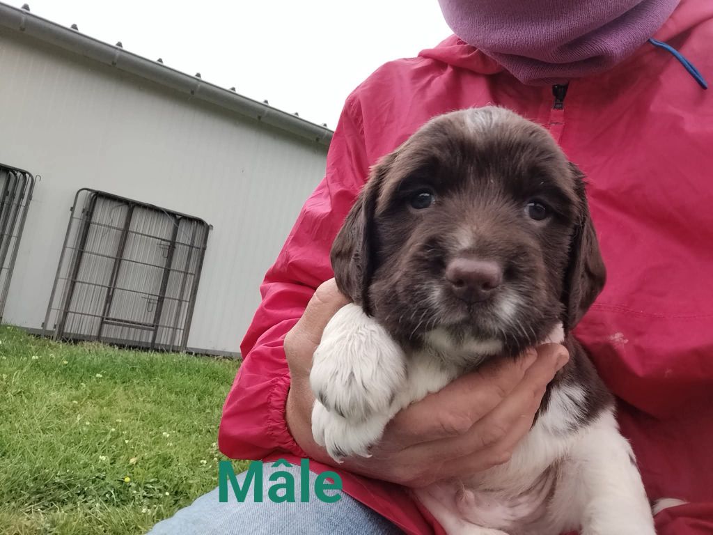 Brush Master - Chiots disponibles - English Springer Spaniel