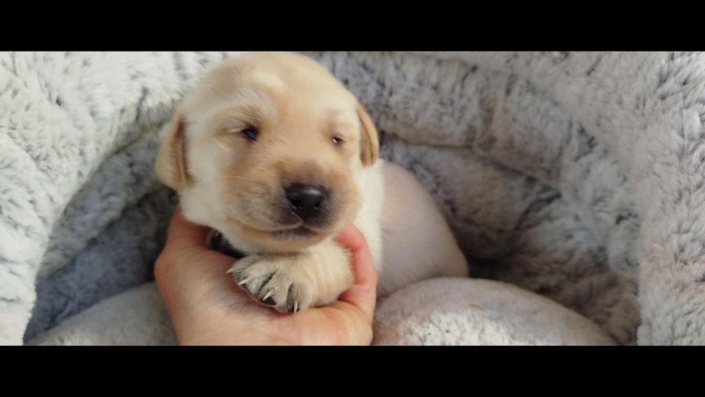 Brush Master - Chiots disponibles - Labrador Retriever