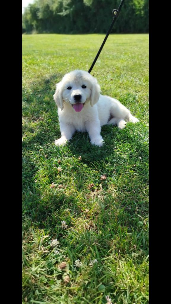 Brush Master - Chiots disponibles - Golden Retriever