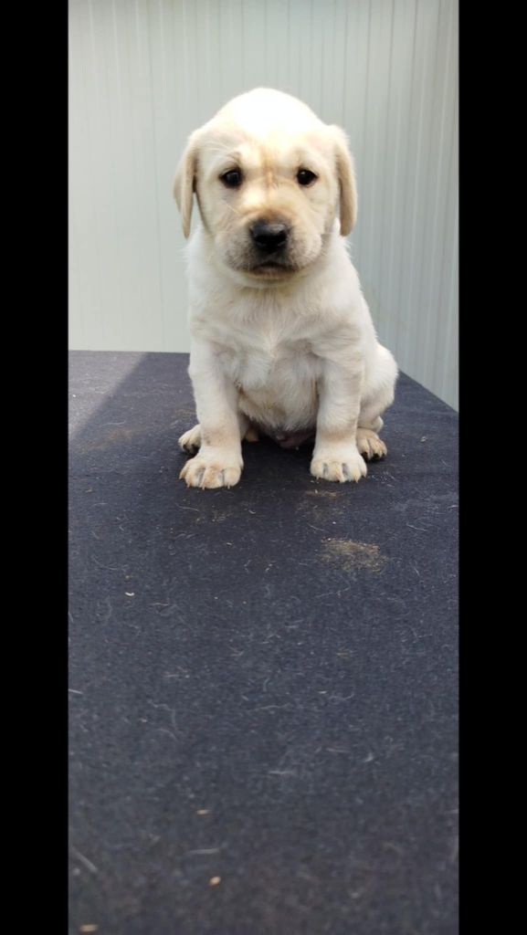 Brush Master - Chiots disponibles - Labrador Retriever