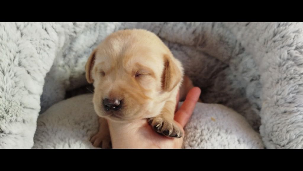 Brush Master - Chiots disponibles - Labrador Retriever