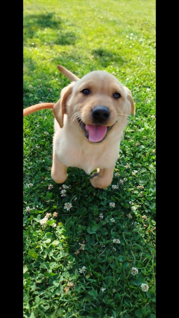 Brush Master - Chiots disponibles - Labrador Retriever