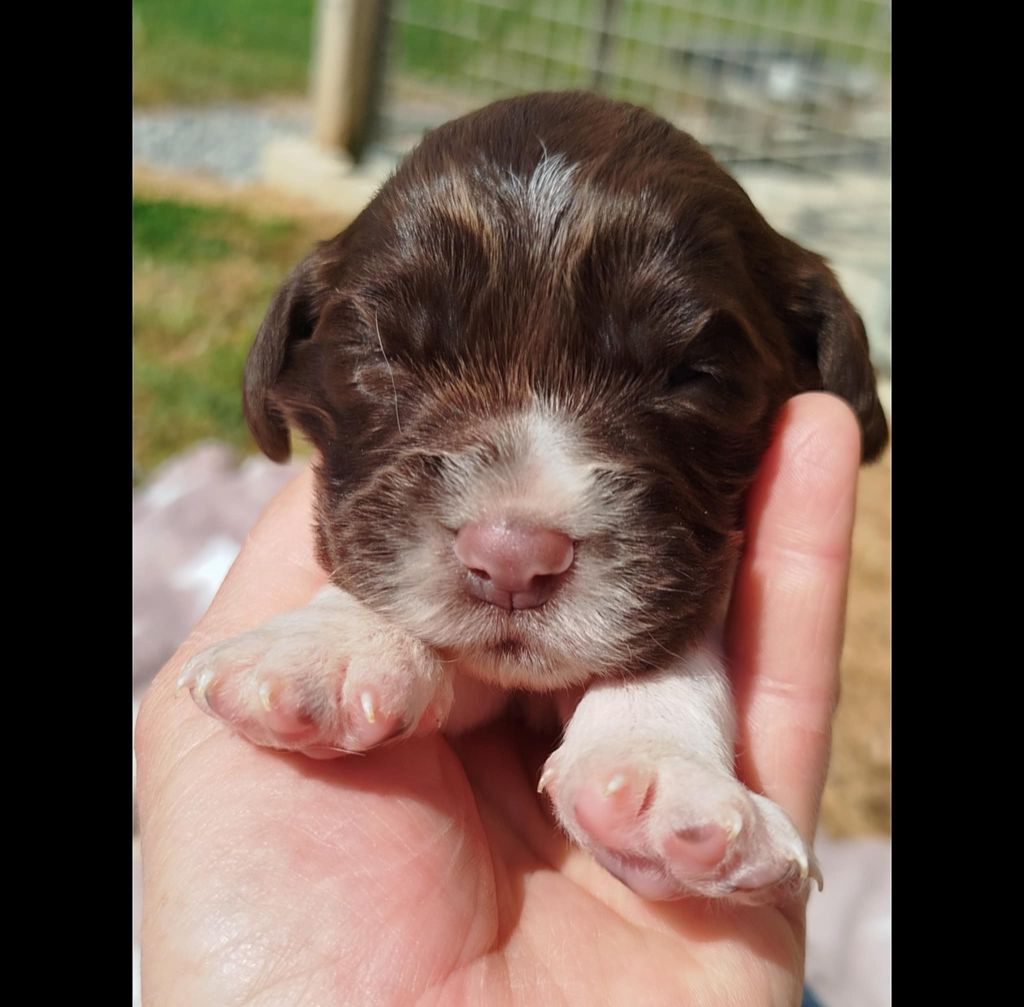 Brush Master - Chiots disponibles - English Springer Spaniel