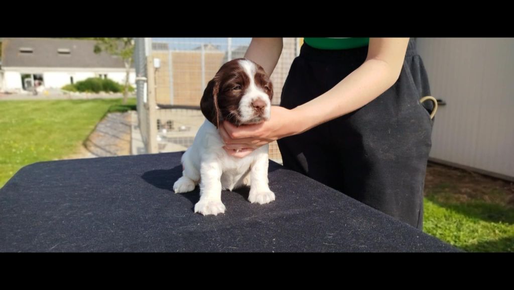Brush Master - Chiots disponibles - English Springer Spaniel